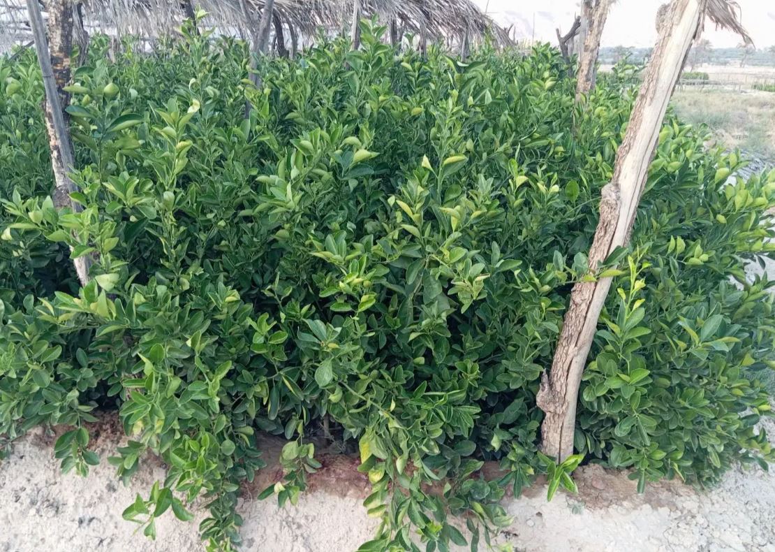 نهال درخت مرکبات سیاه درخت در ارم شیراز -
