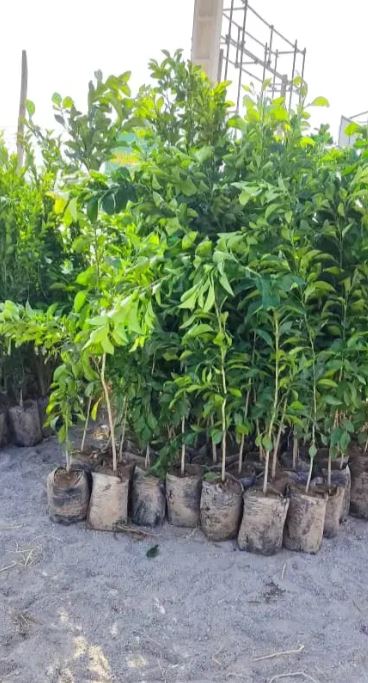 نهال درخت مرکبات سیاه درخت در ارم شیراز - فروش