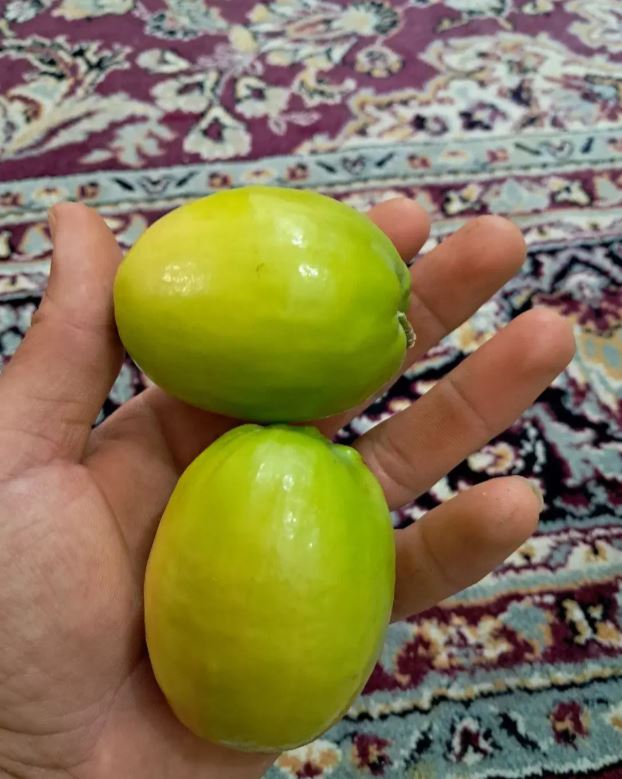 نهال کنارهای تجاری در مسلم شیراز