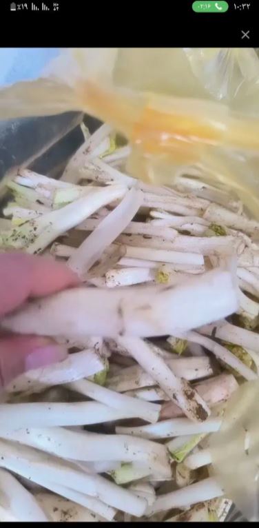پاک کردن کنگر لوبیا سبز باقلا و حبوبات و سبزی در سعدیه جنوبی شیراز - انواع حبوبات